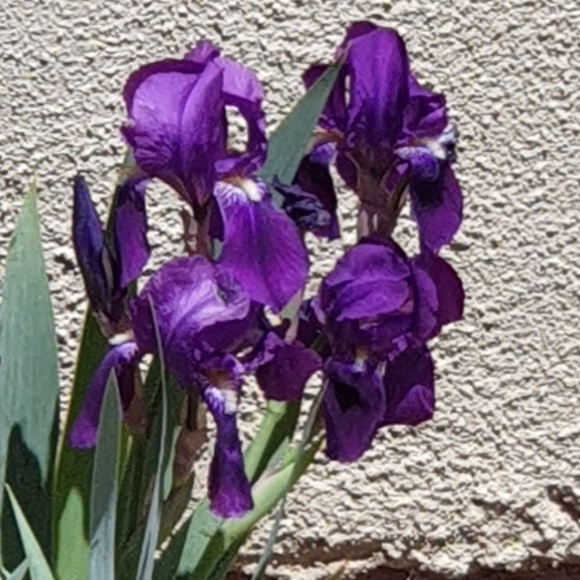 Meet your Posher, Carrie - Picture 1 of 1